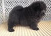 Chengden Chow chow puppies for sale