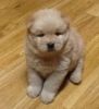 Blanch is a very Chow Chow puppies
