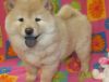 K.c. Registered Chow Chows Fully Vaccinated