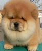 Chinese Chow Chow Puppies Needing New Home