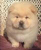 Akc Bobn female and male chow chow puppies