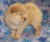 Cola chow chow puppies for sale