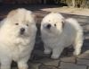 Chow Chow Pups For Sale