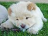 We are offering our 2 Chow Chowpuppies