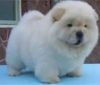 Cute Chow Chow Puppies Available Now