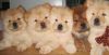 Friendly Chinese Chow Chow Pups