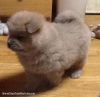 Chow Chow Puppies for Sale