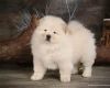 Great Chow chow puppies for sale