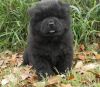 F/m Akc Chow Chow Puppies For Sale