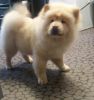 vet checked, Chow Chow microchipped