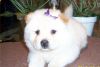 chow chow puppies for loving homes