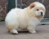 Gorgeous chow-chow puppy