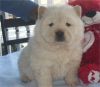 Cute Chow Chow Puppies For Sale