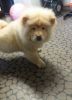Affectionate Chow Chow Puppies For Sale