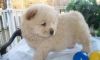 Chow Chow Puppies for rehoming