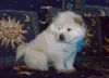 Chow chow puppies for adoption