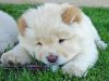 chow chow puppies that are home raised