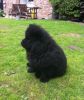 lovely and caring chow chow pupps for lovely kids
