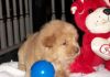 handsome Chow Chow puppies ready for adoption now