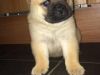 Top Quality **kong** Chow Chow For Lovely Home