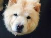 Chow Chow Puppies for vute and lovely home