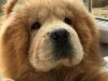 maverlous chow chow pups ready for a new home