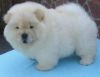 Outstanding Chow Chow Pups For Sale