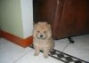 Registered chow chow puppies