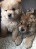 Kc Reg White/brown Chow Chow In Dallas