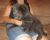 blue female chow puppy for lovers