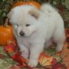 Outstanding Chow Chow Puppies For Sale