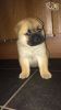 lovely chow chow available now