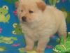 chow chow puppies for lovely homes