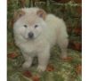 Male Chow Chow Puppy