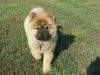 Amazing Pure Chow Chow Boy Puppy For Sale