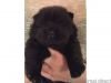 good well train chow chow puppies for lovely and caring home