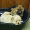Pure Chow Chow Puppies For Sale