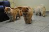 Train akc Chow Chow Puppies for Sale