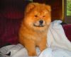 Registered Chow Chow puppy