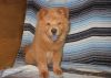 cgnvnb Chow Chow Puppies for Sale