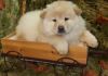 Cute Chow chow pups available