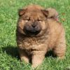 polly and fluffy Chow Chow