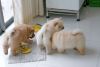 chow chow puppies for cristmas