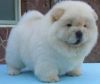 Stunning Chow Chow Pups Ready For Sale