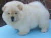 Amazing Males and Females Chow Chow Available