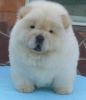 Playful Chow Chow Pups Ready or Sale
