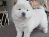 White Male Lovely Chow Chow Puppies For Sale