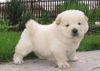 Amazing Chow Chow Puppies For Sale