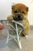 Akc Chow Chow Puppies available