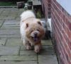 Chow Chow Puppies 1 year old.